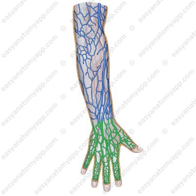 Plexus of the hand (rete venosum manus)
